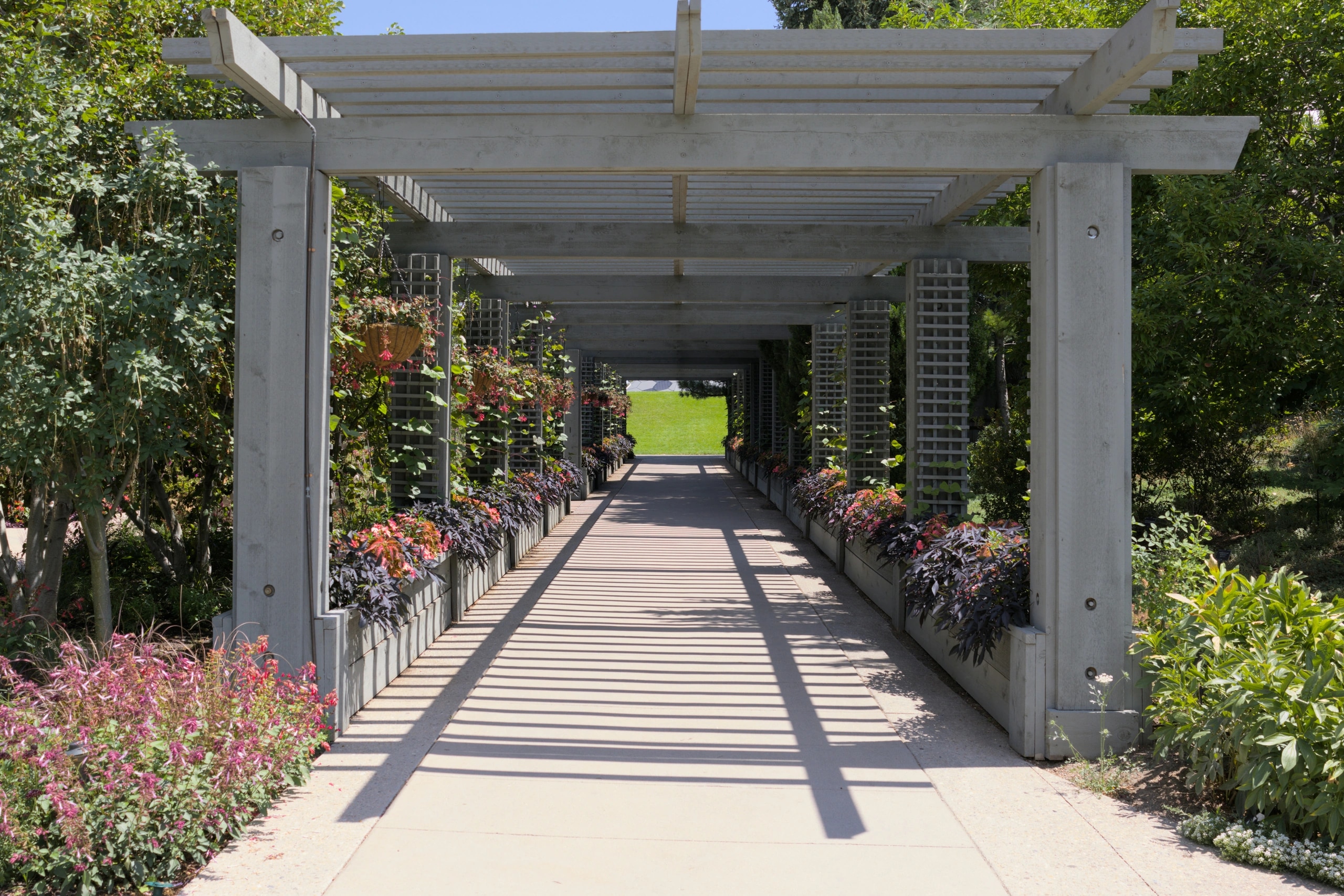 A wood pergola over a garden walkway, its open rafters casting stripes of sun and shade across the concrete path between planted beds.