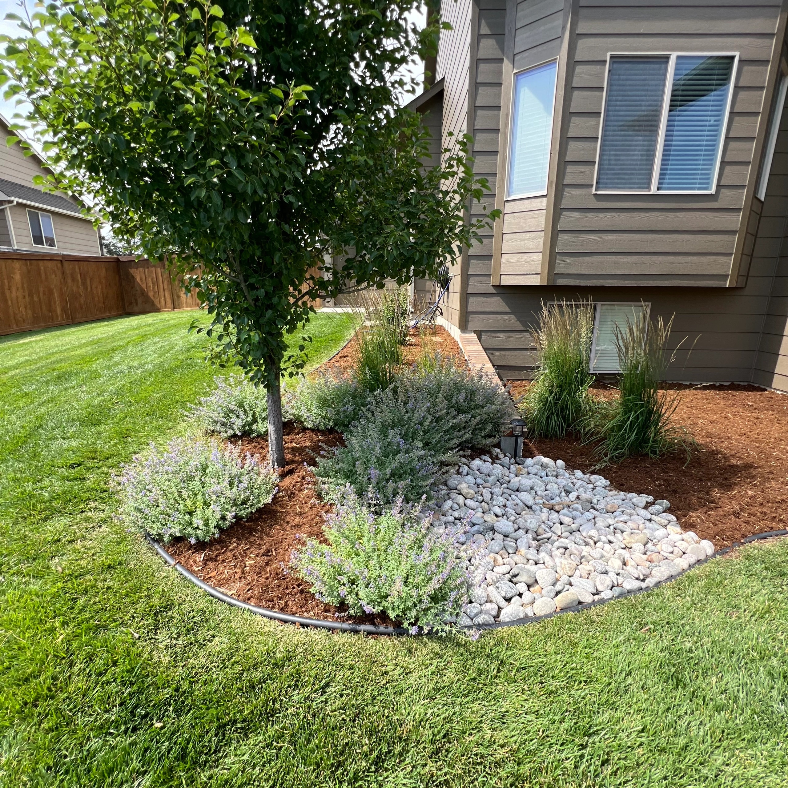 A young tree over lamb’s ear, ornamental grasses and white river rock in a fresh mulched bed, edged in black against the lawn.
