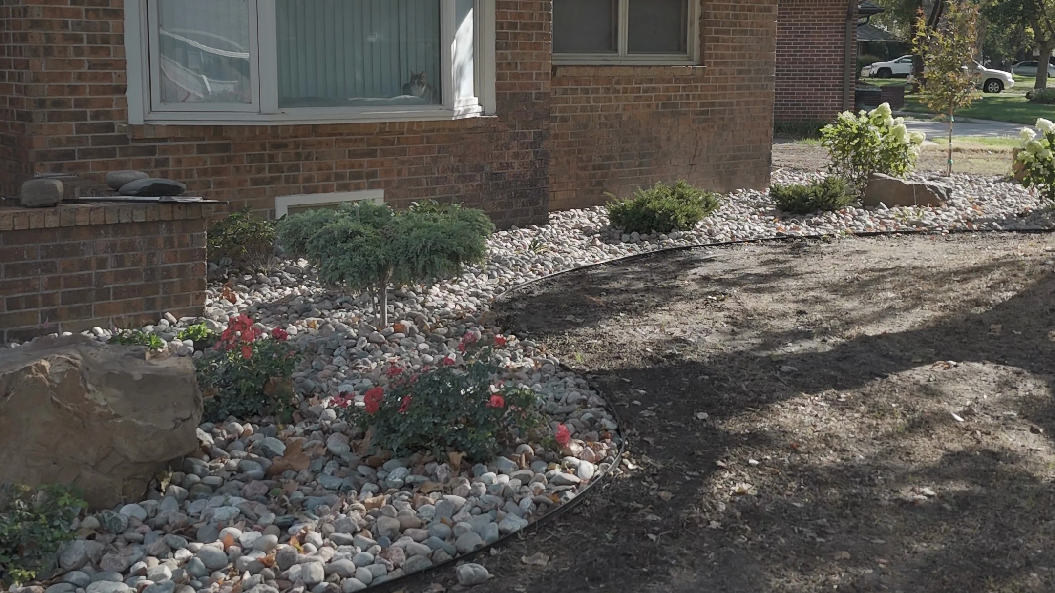 The same front bed after the work: river rock with black edging under the bay window, red shrub roses, an evergreen standard and a boulder by the porch.