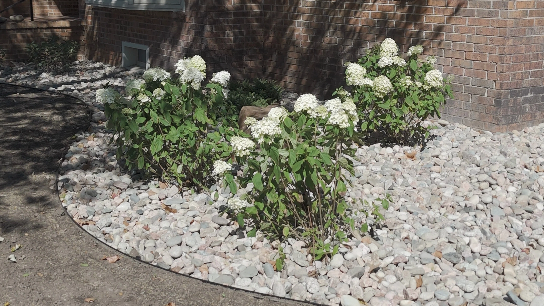 White panicle hydrangeas in bloom in the river rock bed at the front corner of the Brown residence, the bed edged in a clean black curve.