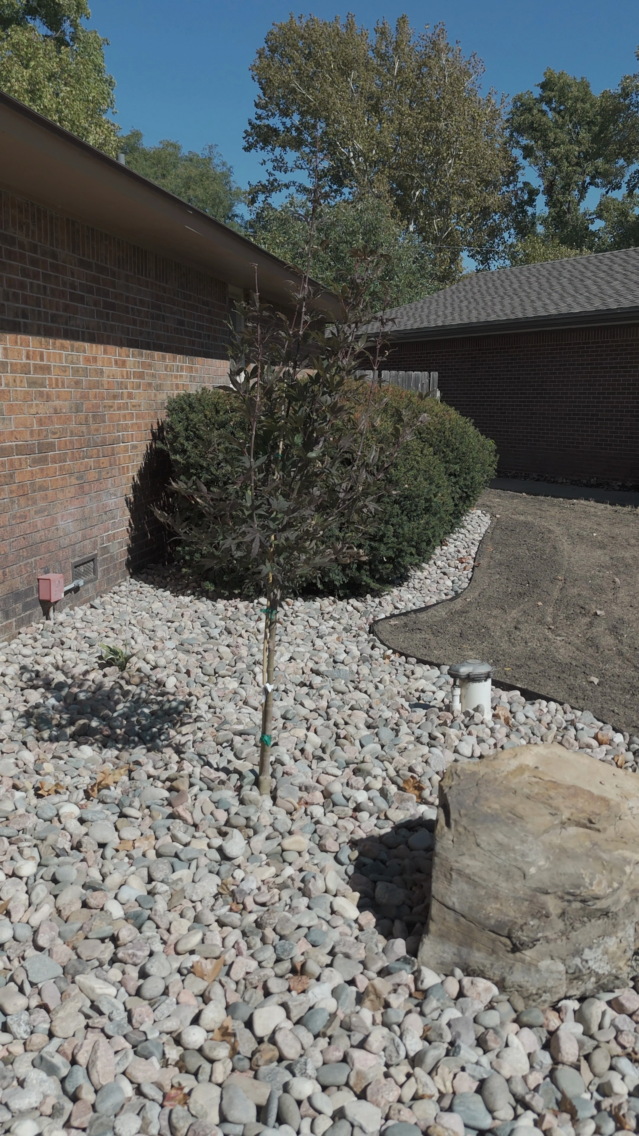 A young red-leaved tree in the river rock bed at the side of the Brown residence, a boulder at its foot and rounded evergreens behind it.