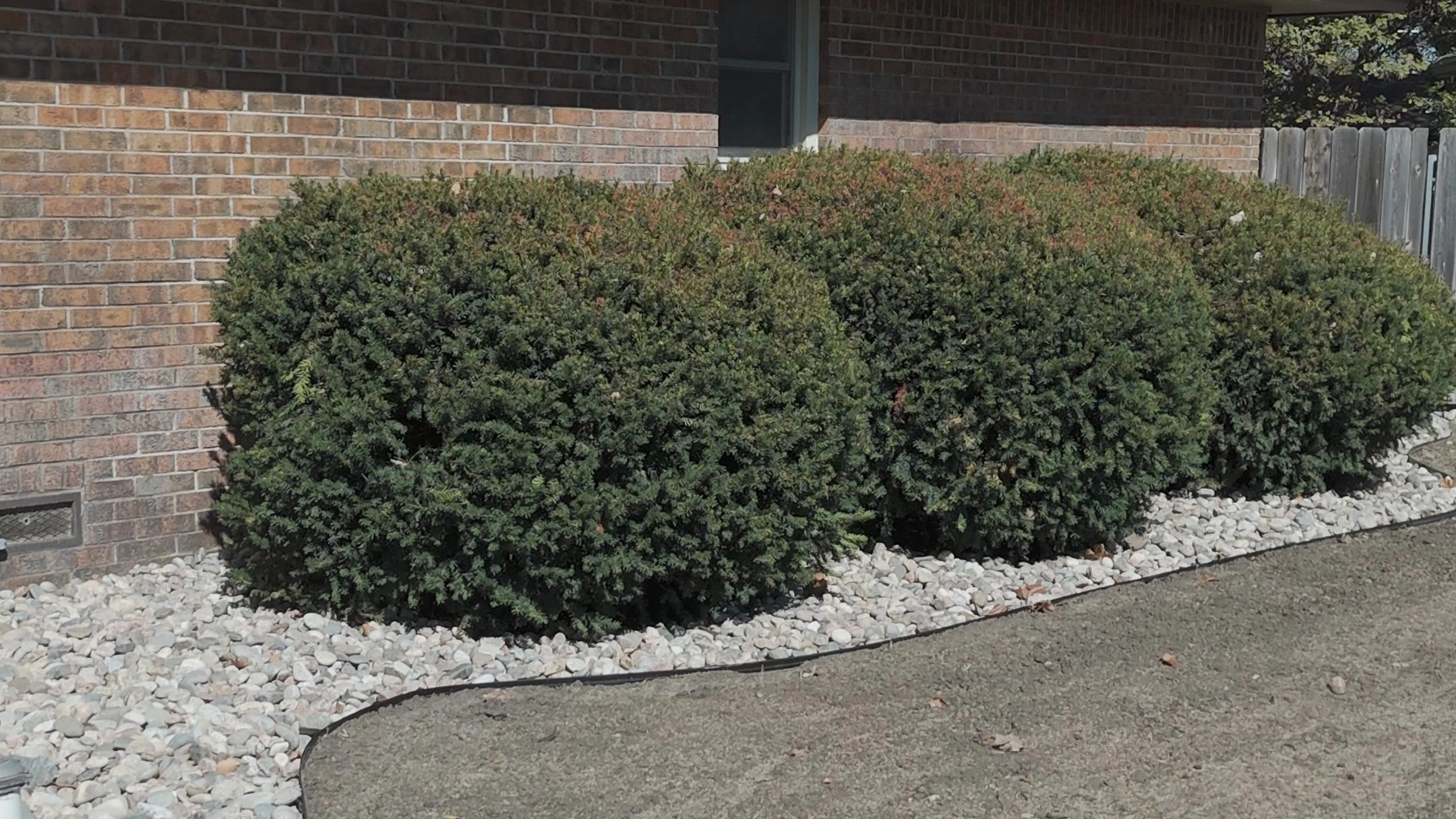 Three large rounded evergreens set in river rock along the side of the Brown residence, the bed’s black edge curving out around them.