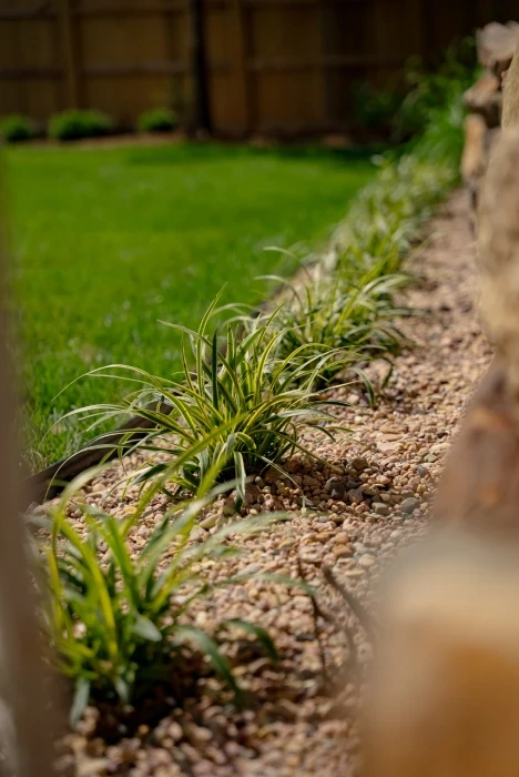 Variegated liriope planted along a pea-gravel strip between the new lawn and the stone wall, the cedar fence behind.