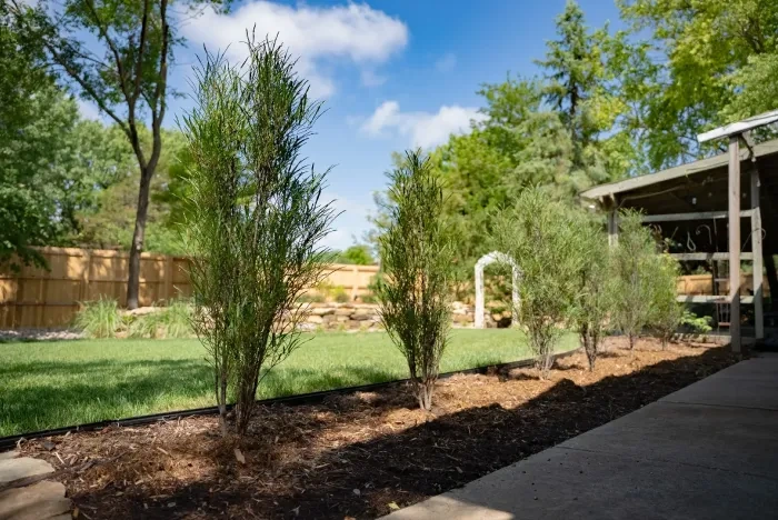 A row of young columnar junipers in a fresh mulched bed along the patio edge, the lawn, the arbour and the fence behind them.