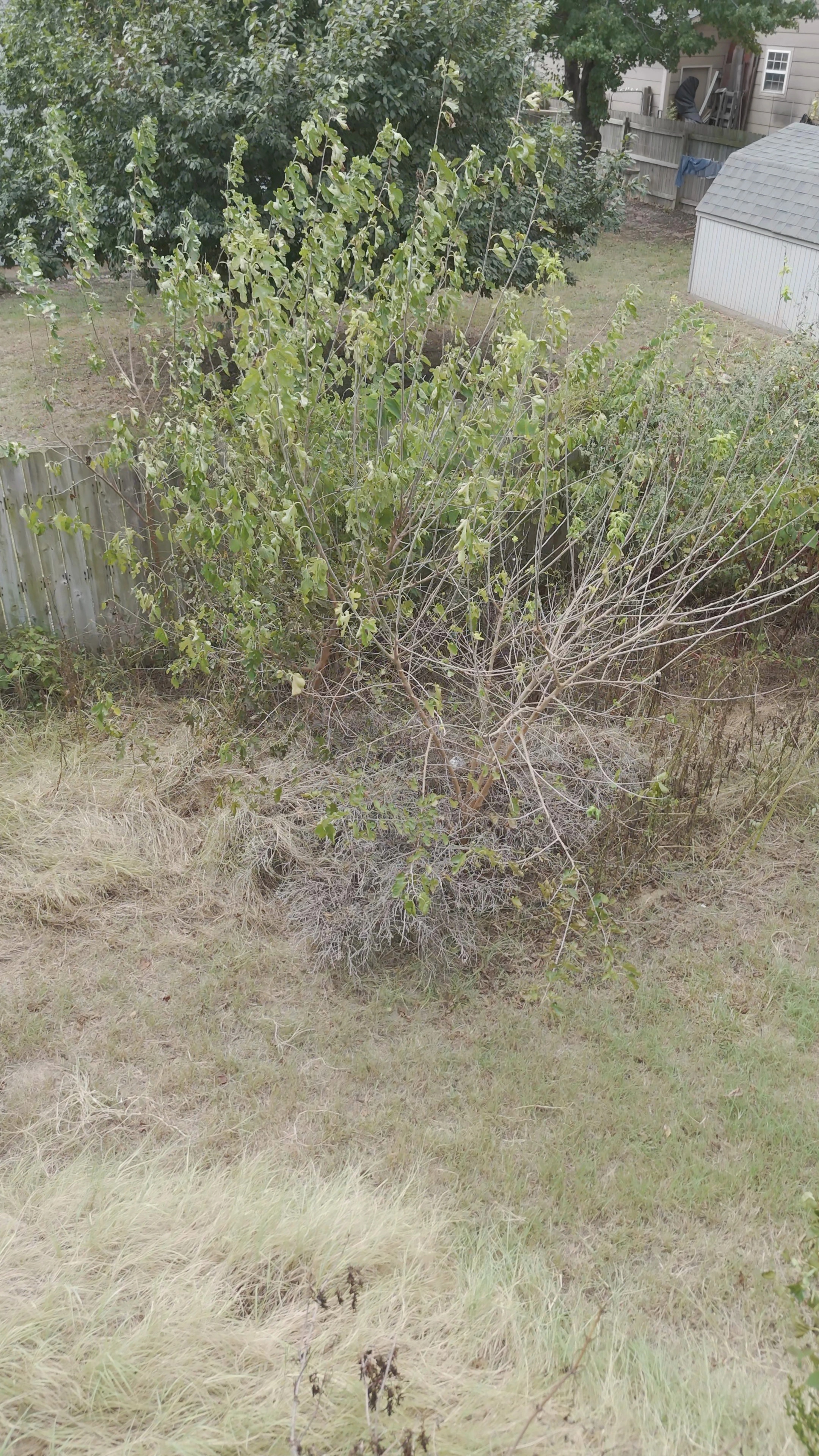 Before the cleanup: a thicket of saplings and brush standing over knee-high dead grass at the back of the yard, a neighbor’s shed beyond the fence.