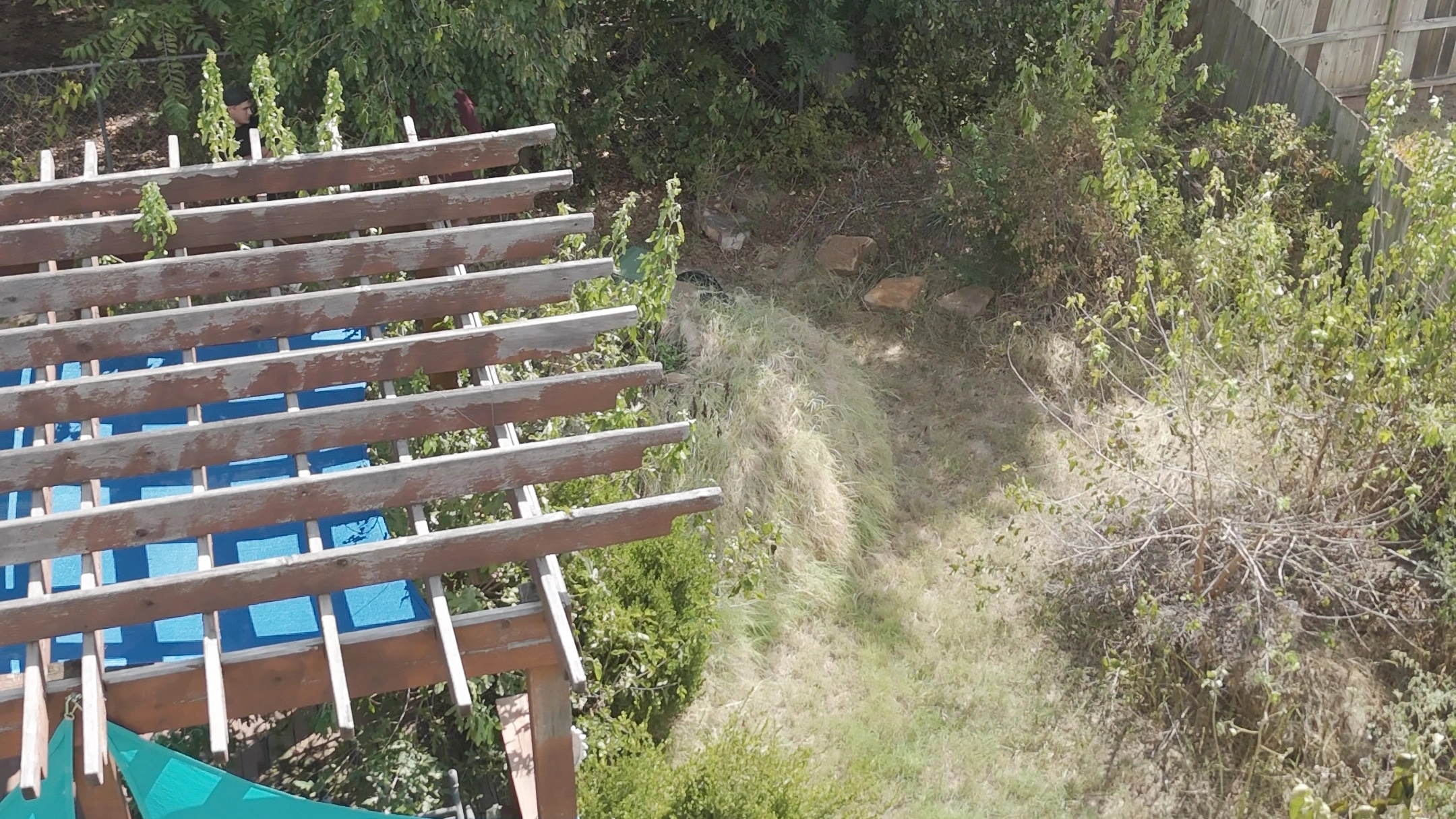 Before the cleanup, from above: the pergola over the deck, with tall grass, saplings and brush crowding the yard on its far side.