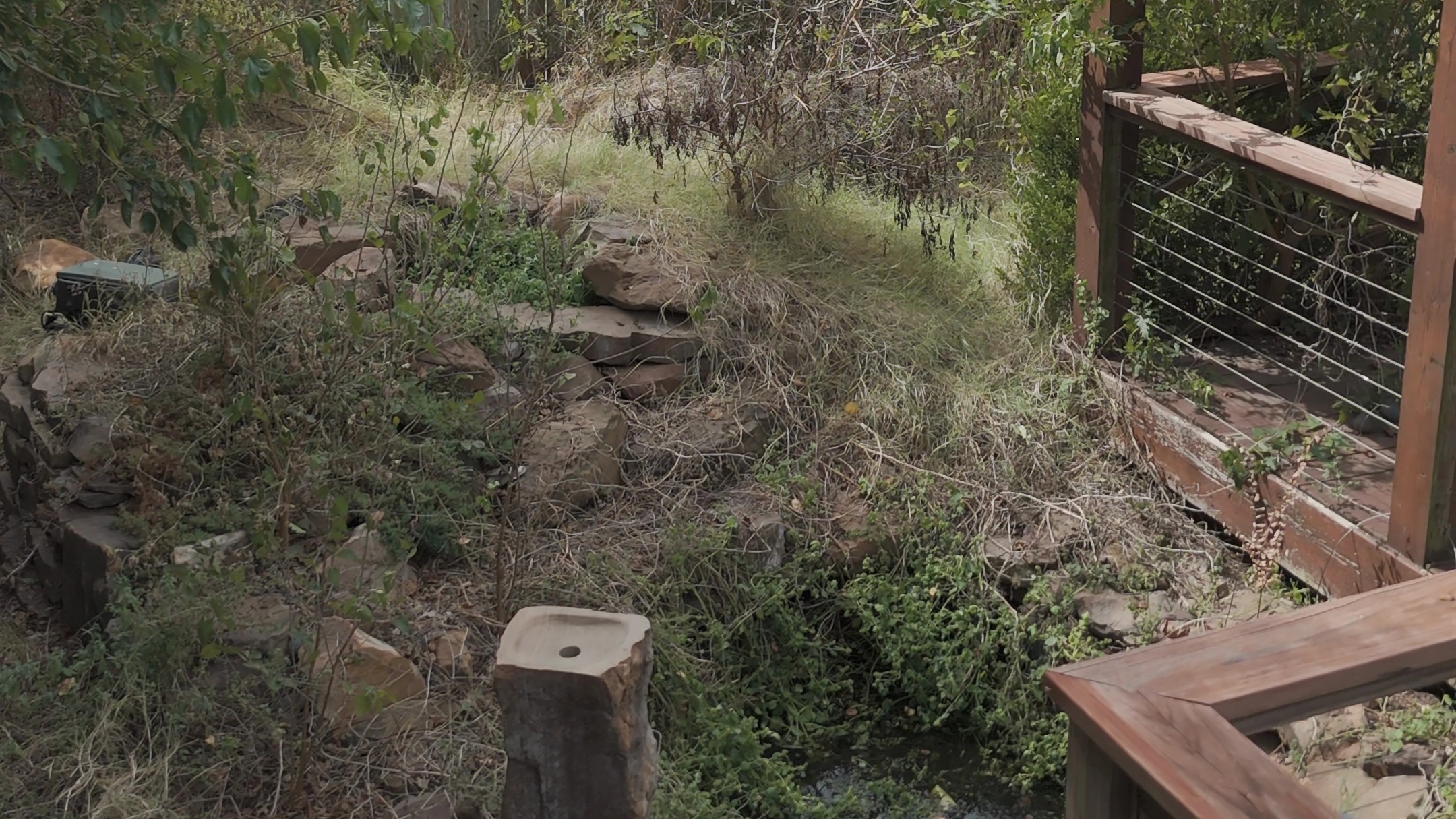 Before the cleanup: the pond beside the pergola deck buried in weeds and dead brush, with saplings and tall grass crowding the fence behind it.
