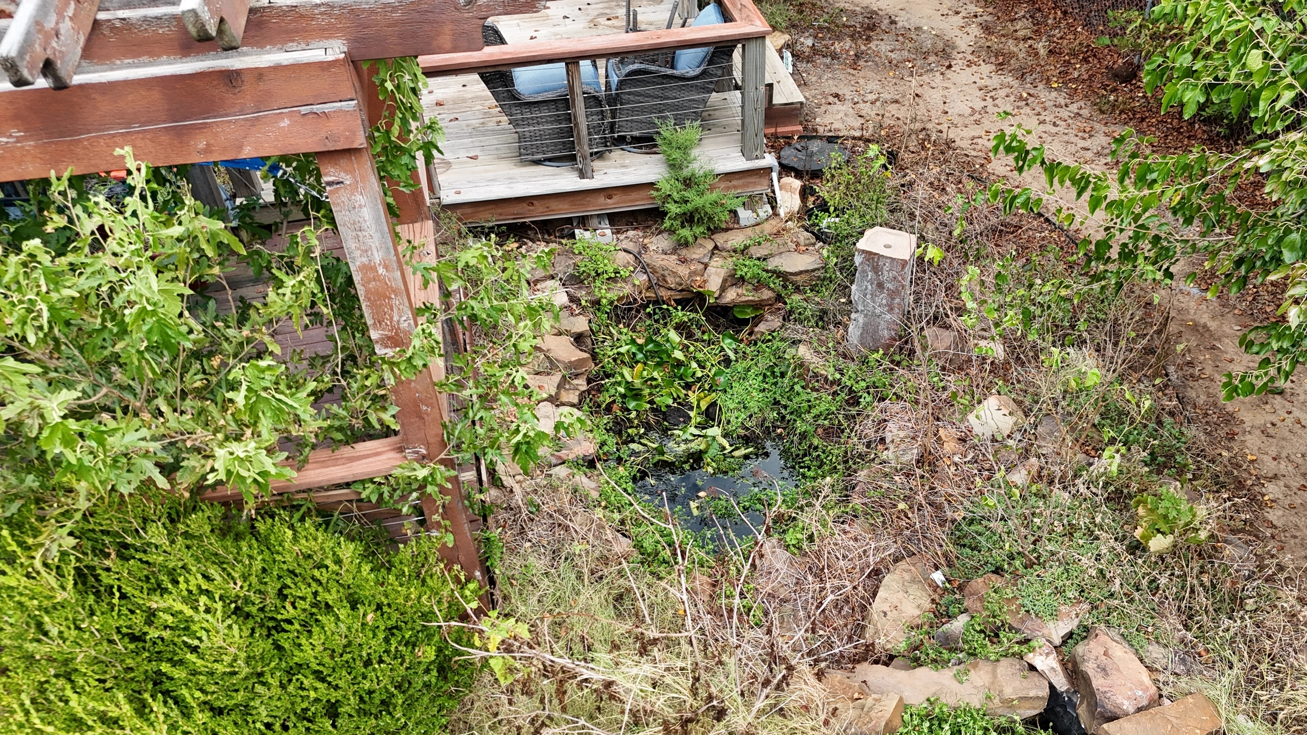 Looking down on the pond beside the deck before the cleanup: its water barely showing through weeds, dead grass and loose, scattered stone.