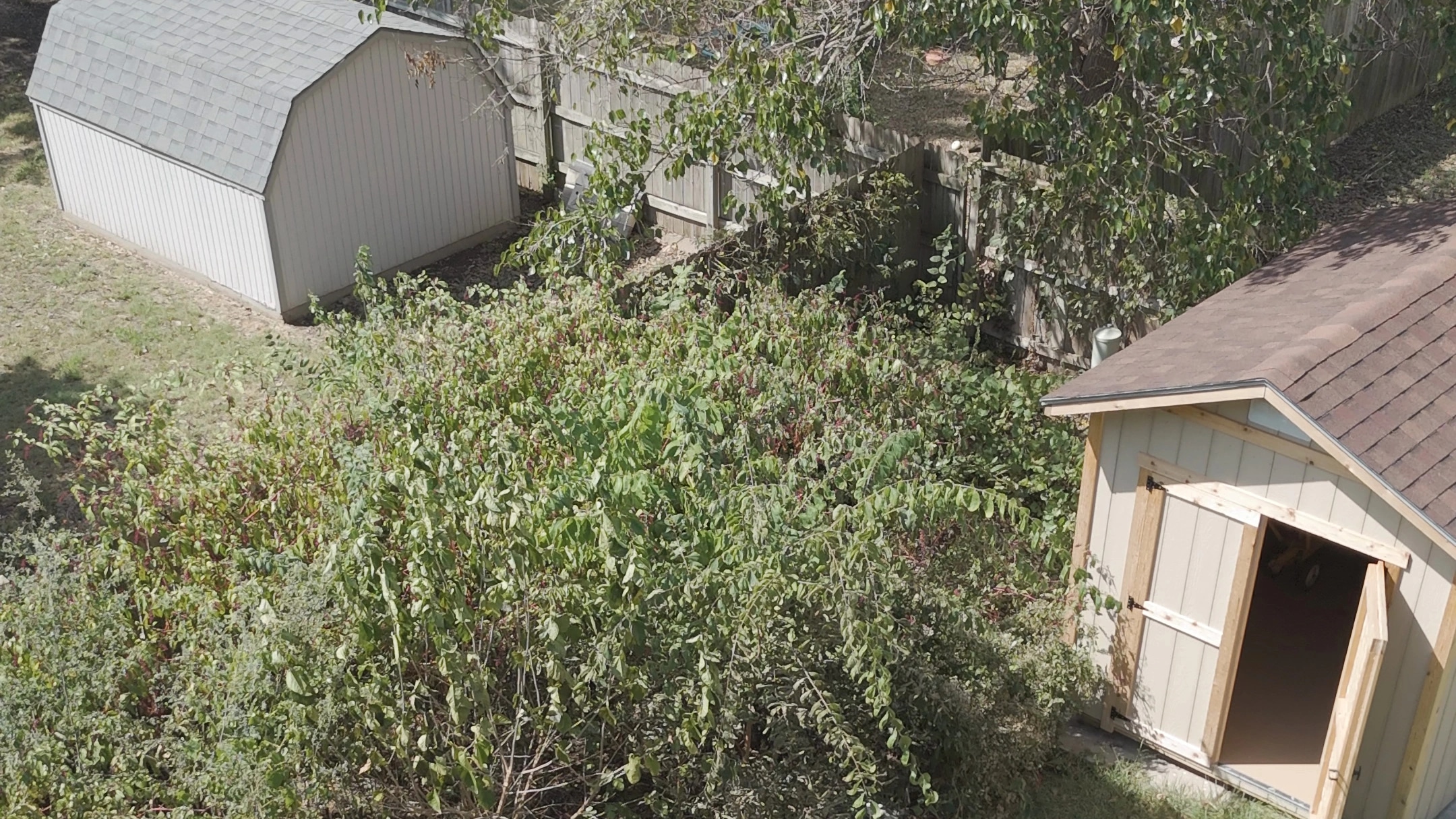 Before the cleanup, from above: brush and saplings filling the corner of the yard around the garden shed and up against the back fence.