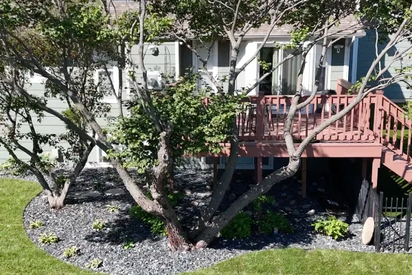 A finished slate rock bed at the Kumar Residence sweeping around the base of a mature tree beneath a raised deck, with new low planting at its edge.
