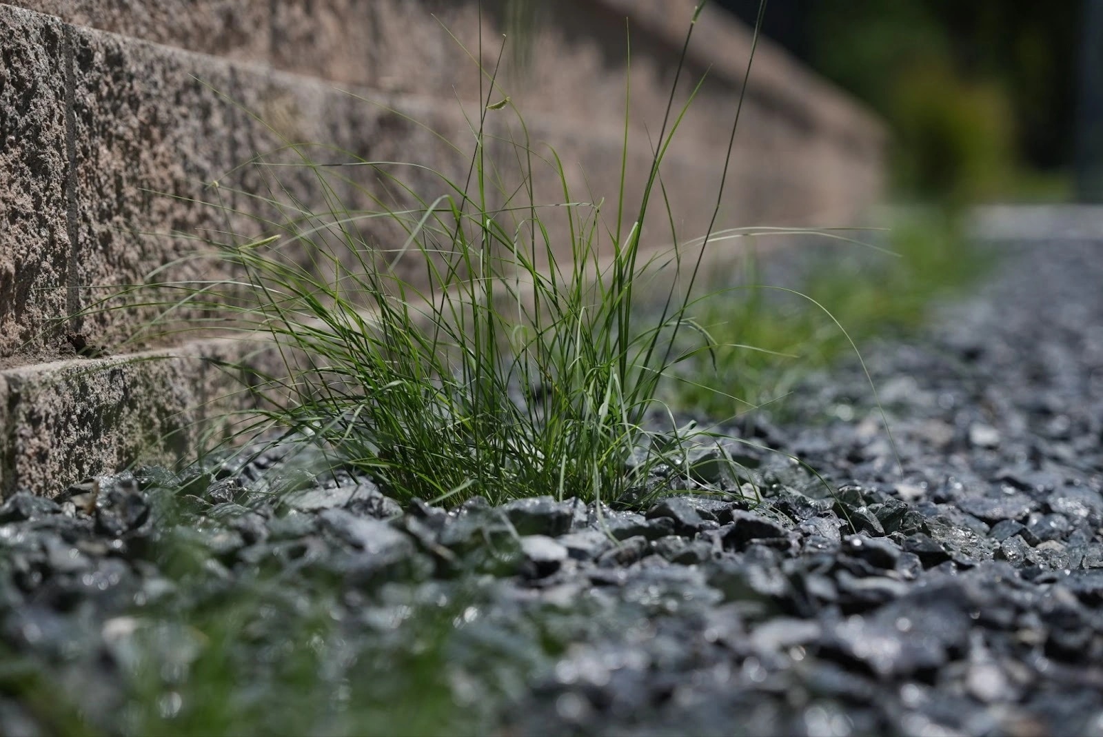 A tuft of grass in black rock at the foot of the McPherson block wall, close, the walk falling out of focus behind it.