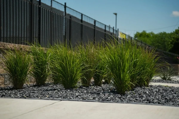 Ornamental grasses in a black-rock bed along the courts' fence, the block seat wall behind them and the new concrete walk in front.
