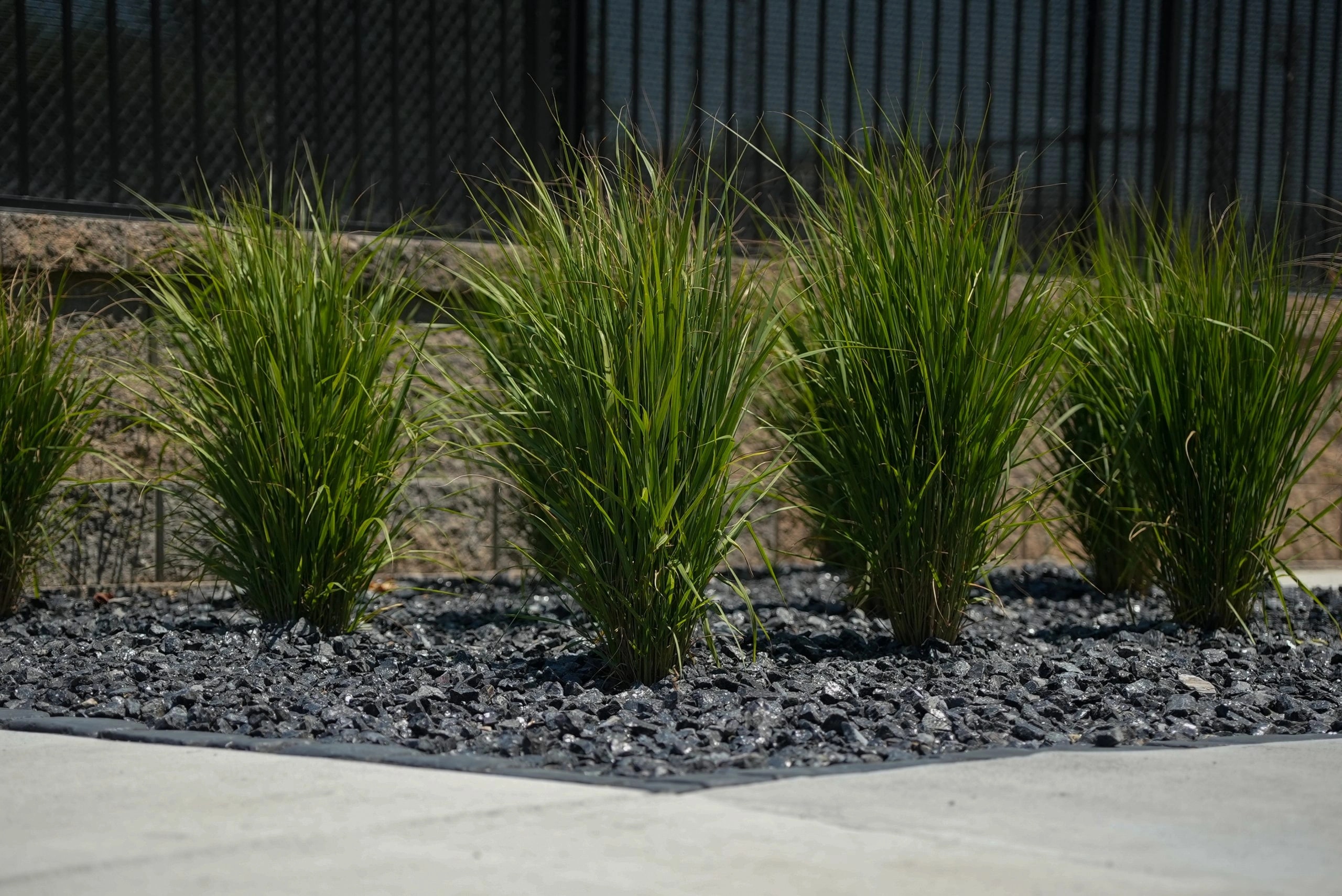 A row of ornamental grasses growing through black lava rock, edged against a concrete walk, with a segmental block wall and dark metal fencing behind them.