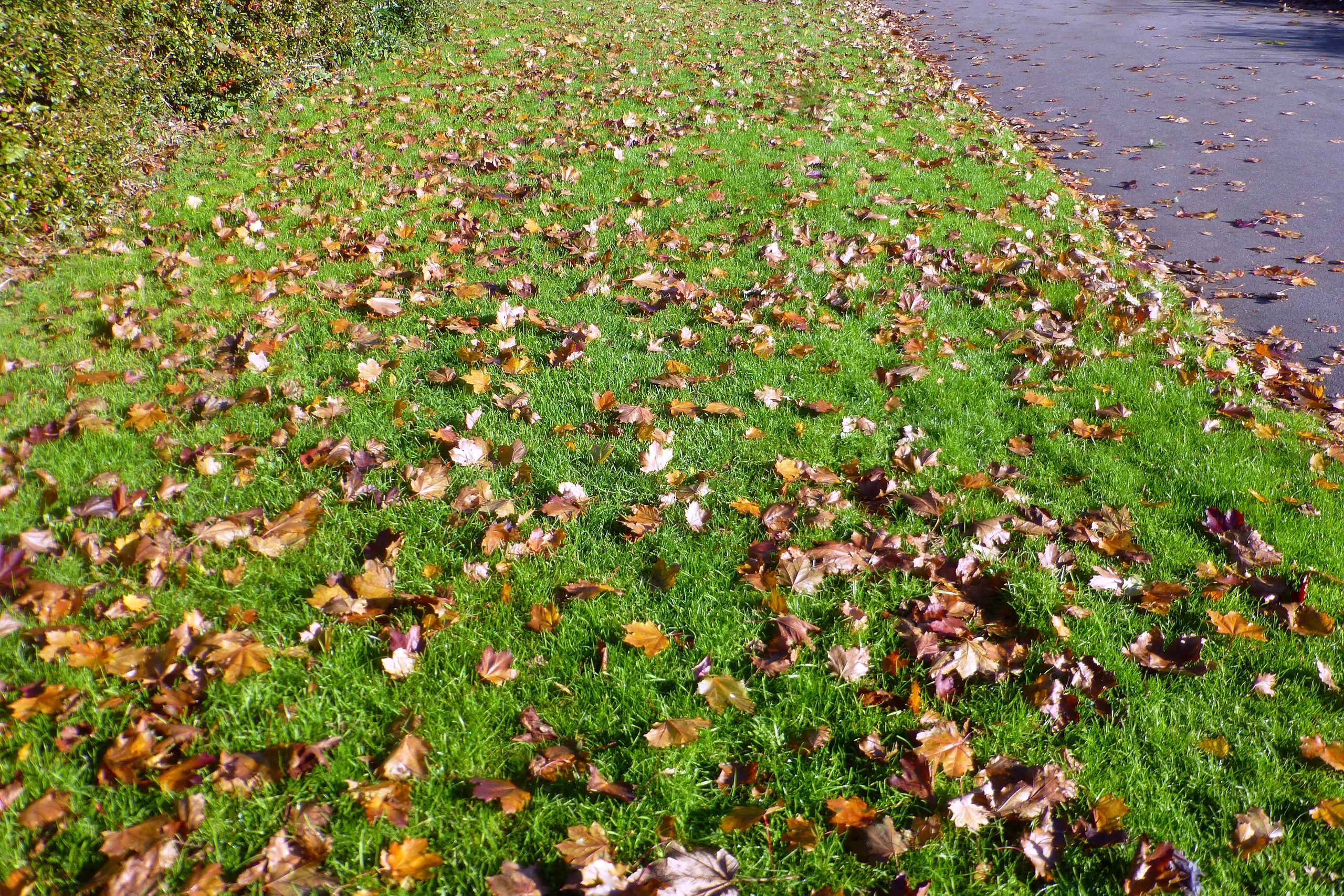 Fallen brown and orange maple leaves scattered across a green lawn in autumn sun, beside a paved path.