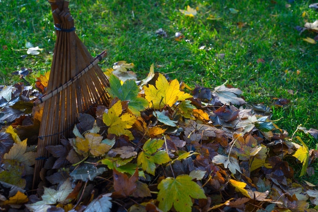 A wooden rake lying in a pile of fallen maple leaves on a green lawn.