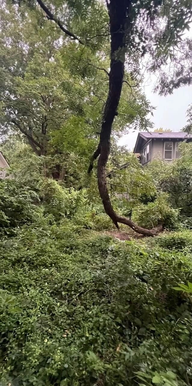 A back yard lost under waist-deep vines and undergrowth, a leaning tree trunk in the middle and the house barely visible beyond.