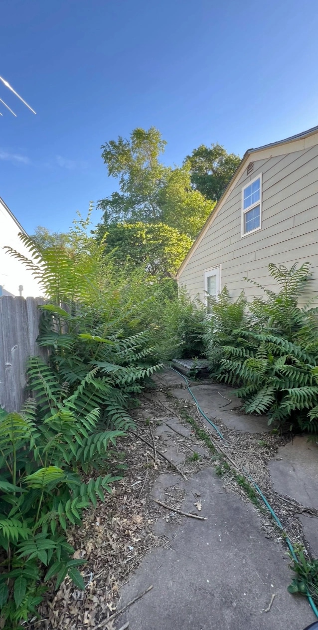 A side yard between a house and a wooden fence overgrown with head-high sumac and weeds, the paving almost hidden under brush.