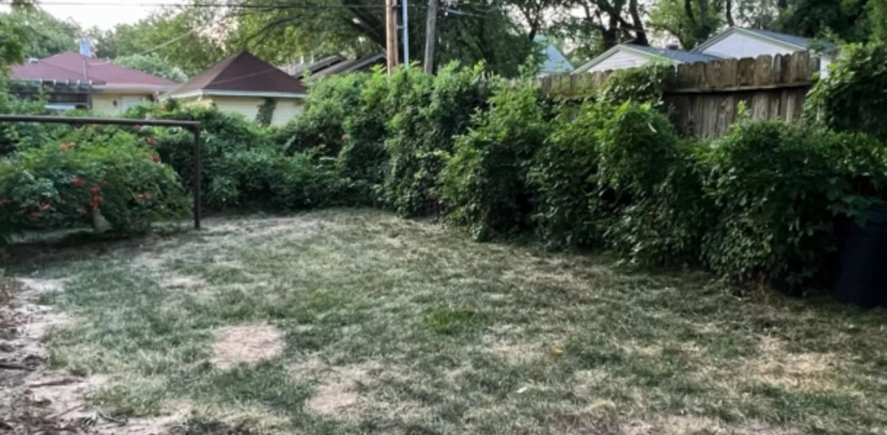 A back yard fence line buried under a wall of overgrown shrubs and vines, the lawn in front of it thin and patchy.