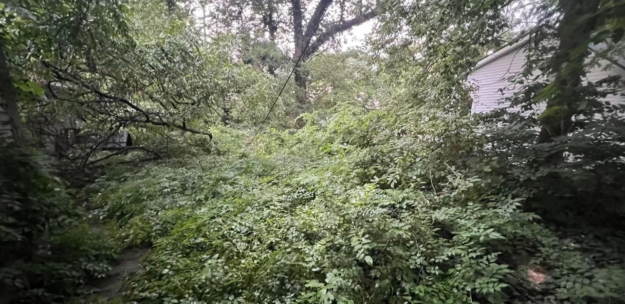 A back lot buried under head-high undergrowth and saplings, the side of a white house just showing through the leaves.