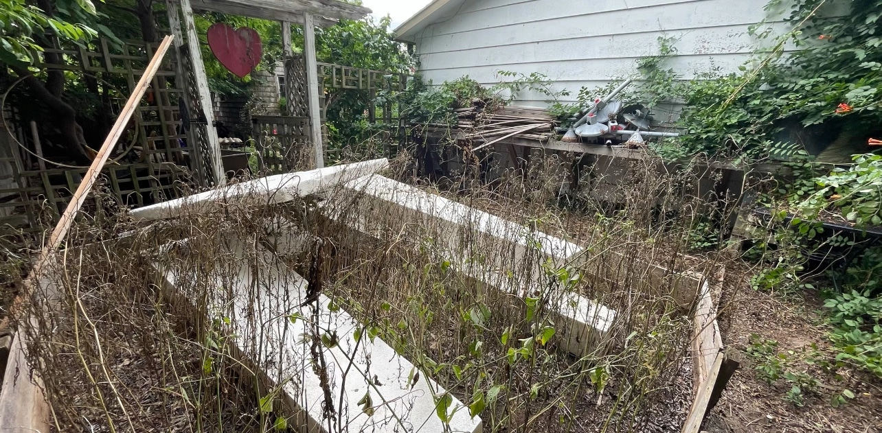 Wooden raised garden beds choked with dead stalks and weeds, loose boards and debris piled against the shed behind.